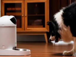 Crowdfunding project - Furspark Big Eye The Best Smart AI Pet Feeder