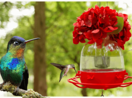 Crowdfunding project - HummingFun's Murano