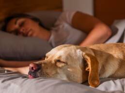 Kickstarter - FurFree Sheets Bed Sheets made for Pet Parents