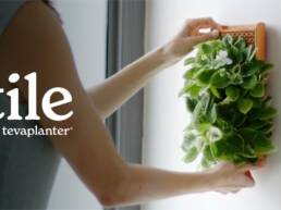 Kickstarter - The TILE - A Piece of Nature A Living Piece of Art