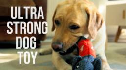 Kickstarter - CHEEKY The strongest and safest dog toy