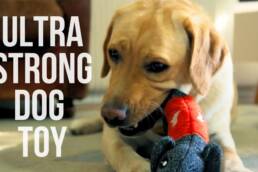 Kickstarter - CHEEKY The strongest and safest dog toy