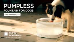 Kickstarter - Elfin Fountain The New Generation of Pumpless™ Dog Fountain