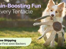 Kickstarter - Frank the Dogtopus The Dog Toy That Outsmarts Boredom