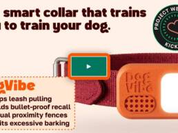 DogVibe- The Smart Dog Training Collar for Off-Leash Freedom